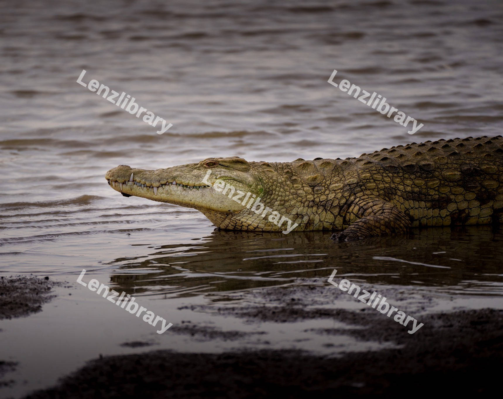 Nile crocodile resting
